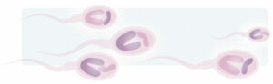 ¿Cuánto tardan en formarse los espermatozoides?