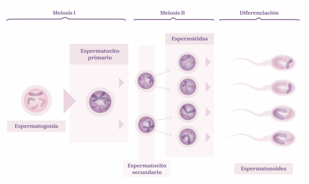 ¿cómo Se Producen Los Espermatozoides Next Fertility