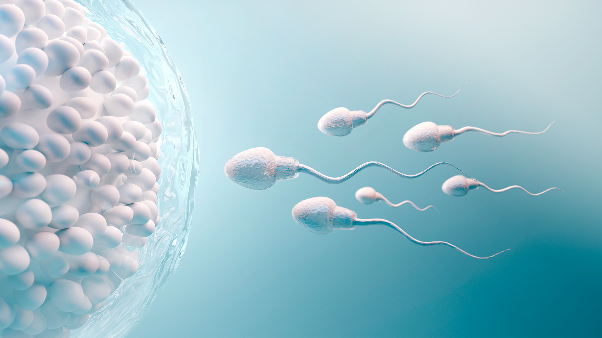 cómo se producen los espermatozoides