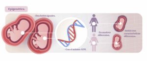 Epigenética ¿cómo funciona?