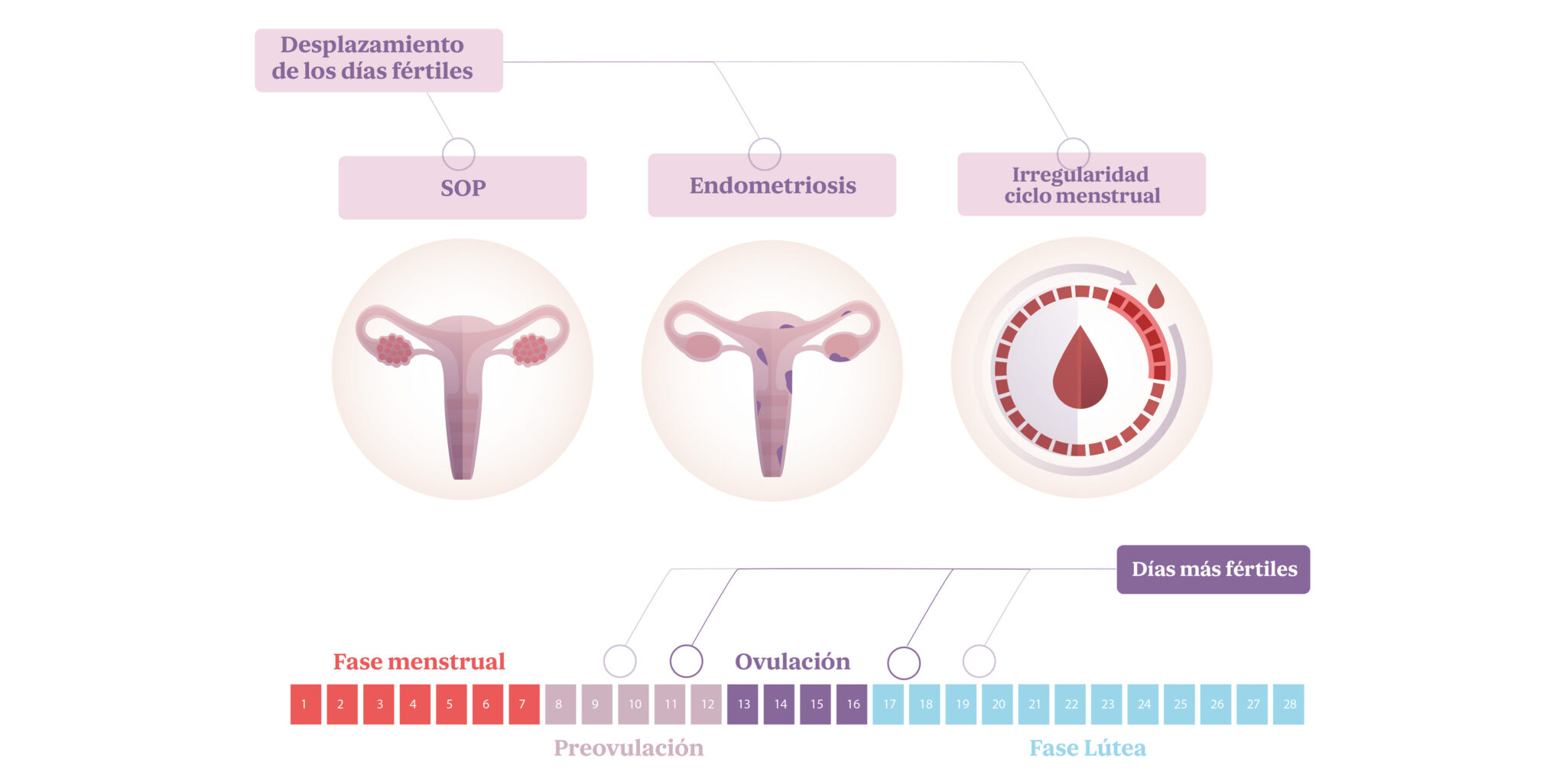 Fecha Probable De Cuantos Meses Estoy Embarazada Calculadora Al