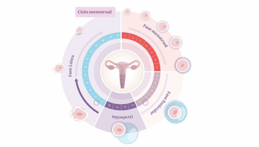 Ciclo menstrual