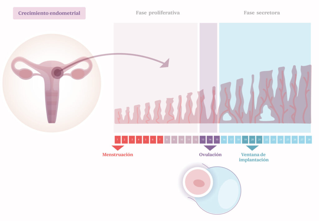 implantación embrionaria. Ventana de la fertilidad.