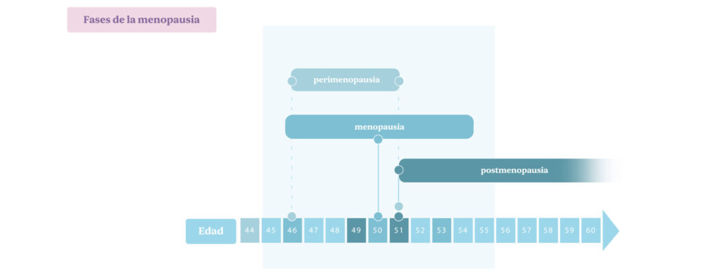 Fases de la menopausia