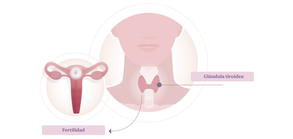 tiroides y fertilidad