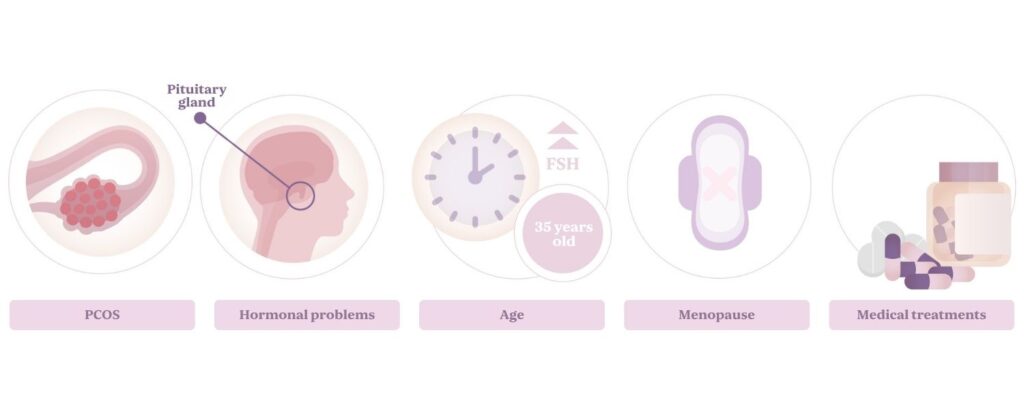 FSH levels in women