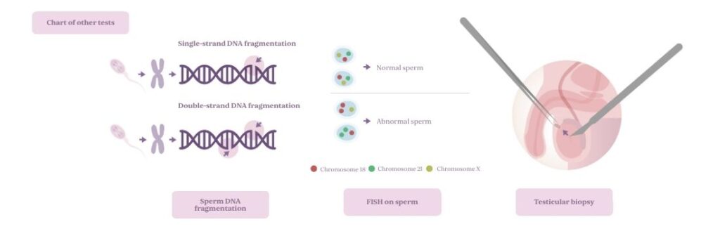 Male infertility studies
