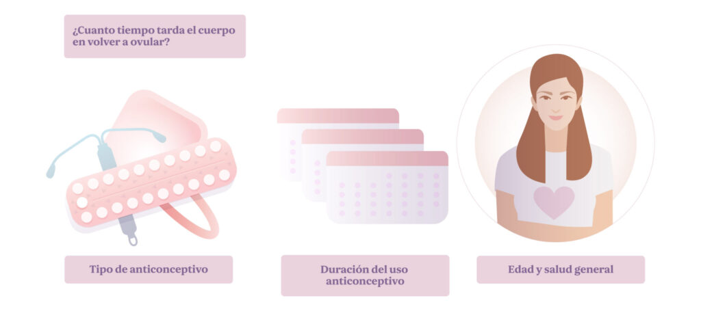 Cuánto tarda el cuerpo en ovular
