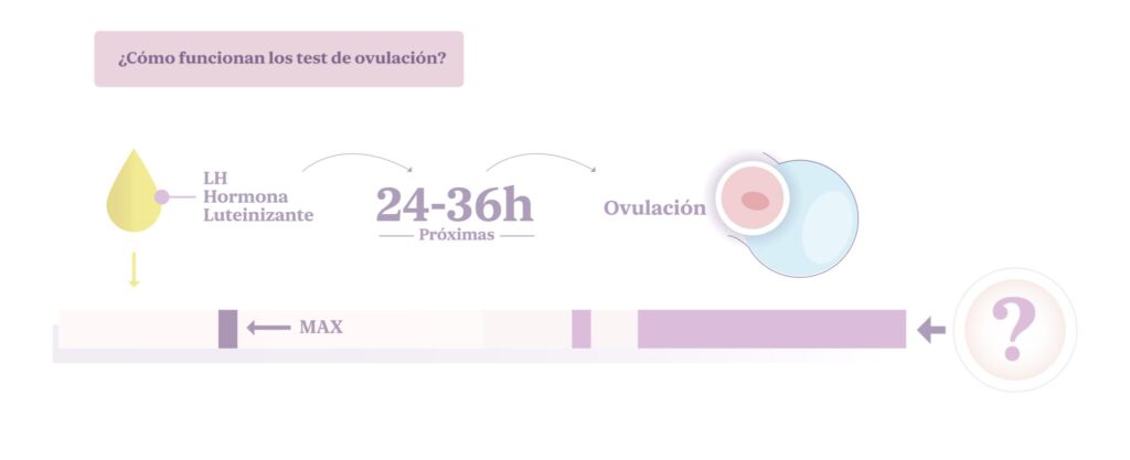 Cómo funcionan los test de ovulación