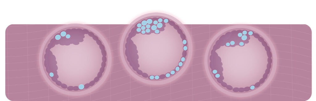 Embrion mosaico